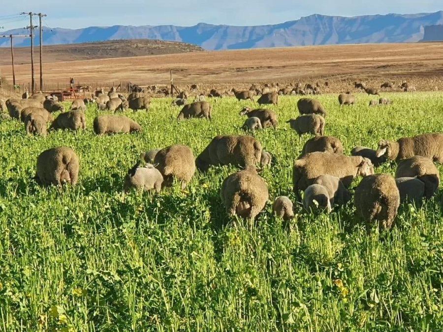 Commercial Property for Sale in Kestell Rural Free State